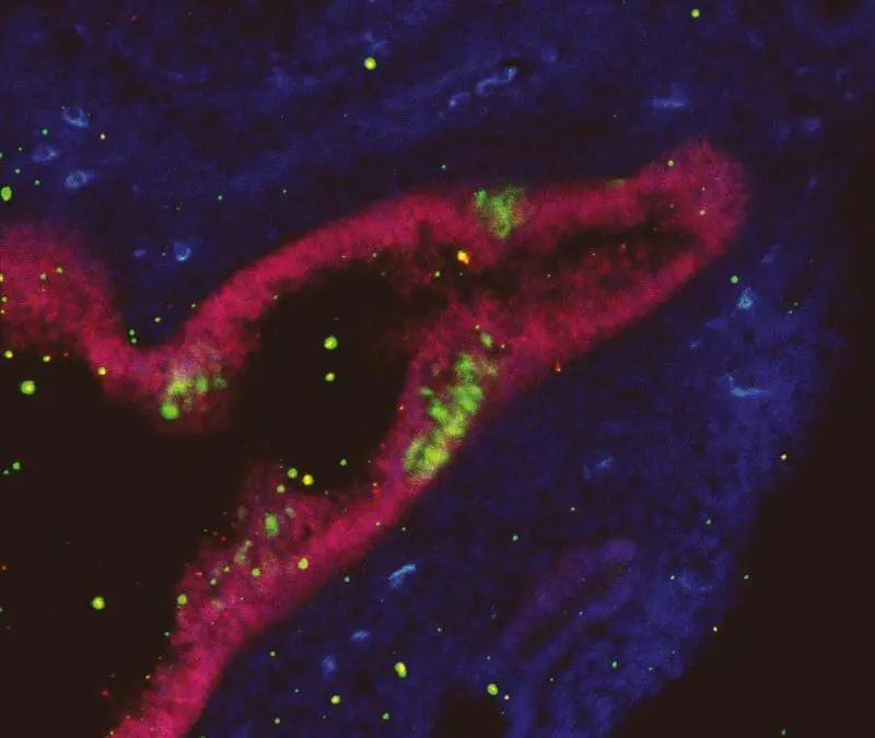 VORGESTELLT: Wie Max-Planck-Forscher Hans Schöler neurale Stammzellen außerhalb des Zentralen Nervensystems (ZNS) entdeckte