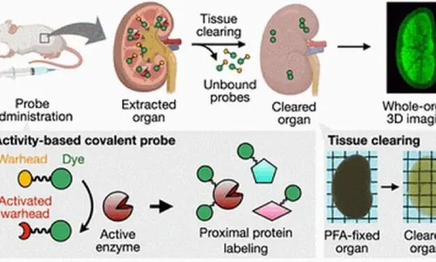 Neue Methode bildet Enzymaktivitäten in 3D hochaufgelöst ab