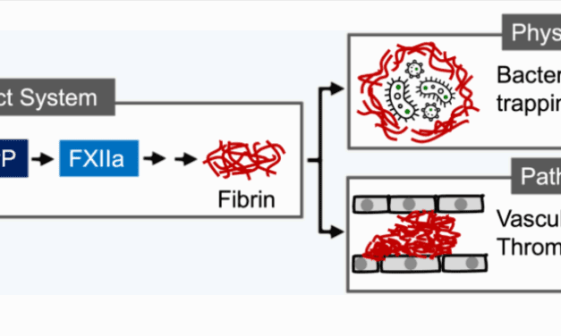 FXII: Blutgerinnungsfaktor als heimlicher Helfer im Kampf gegen Bakterien ausgemacht