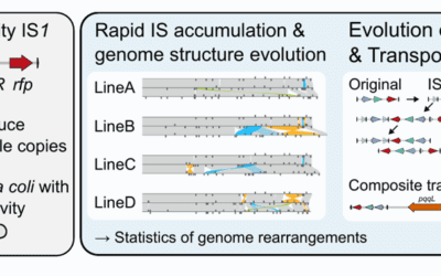 Bahnbrechende Methode beschleunigt bakterielle Genomevolution