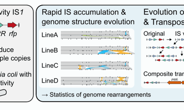 Bahnbrechende Methode beschleunigt bakterielle Genomevolution