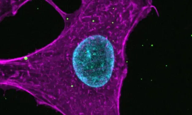 Neue Erkenntnisse zum Zelleintritt von Influenzaviren