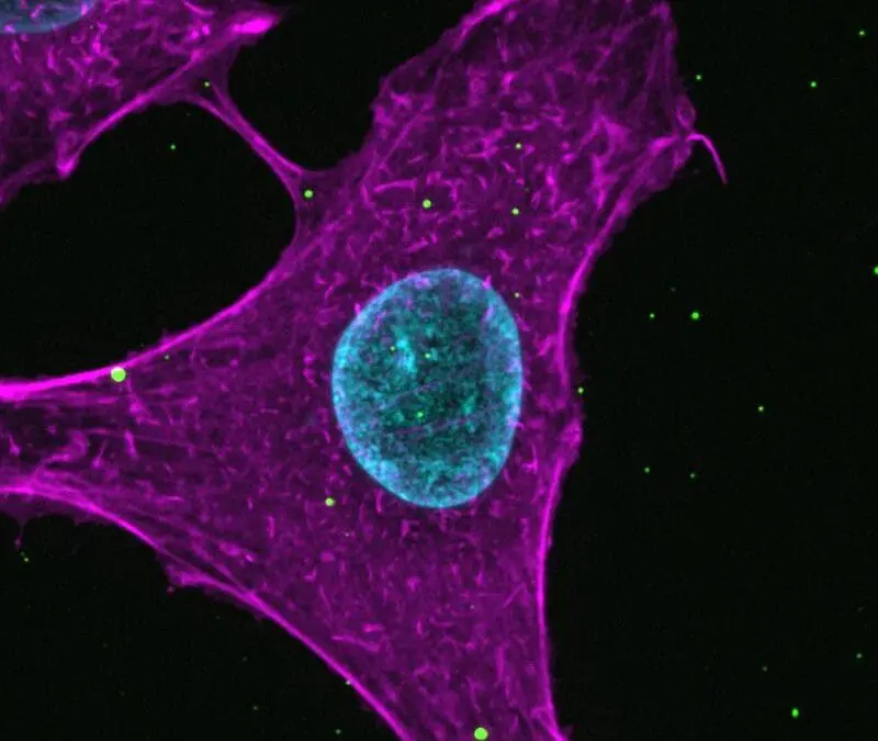 Neue Erkenntnisse zum Zelleintritt von Influenzaviren