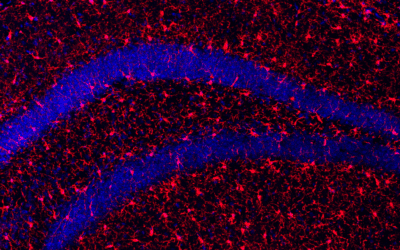 Klotho-Protein verlängert Lebensspanne und fördert Gesundheit im Alter