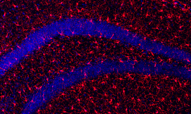 Klotho-Protein verlängert Lebensspanne und fördert Gesundheit im Alter