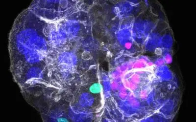 Neues Leberorganoid revolutioniert Erforschung von Lebererkrankungen