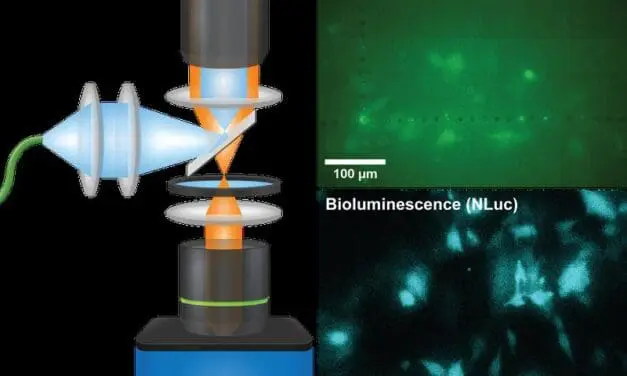 QIScope: Mikroskop macht leuchtende Zellprozesse sichtbar