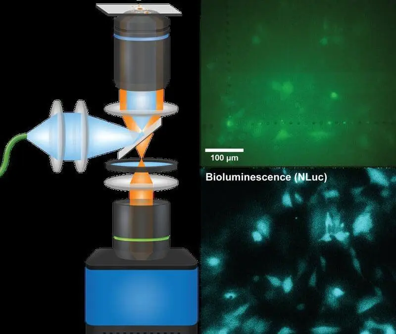 QIScope: Mikroskop macht leuchtende Zellprozesse sichtbar