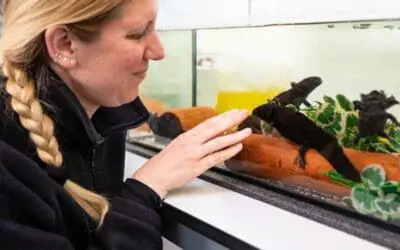 Axolotl-Haut liefert neue Hoffnung im Kampf gegen multiresistente Keime und Krebszellen