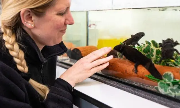 Axolotl-Haut liefert neue Hoffnung im Kampf gegen multiresistente Keime und Krebszellen