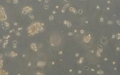 Antivirale Textilien: DITF-Labor weist hohe Wirksamkeit gegen Coronaviren nach