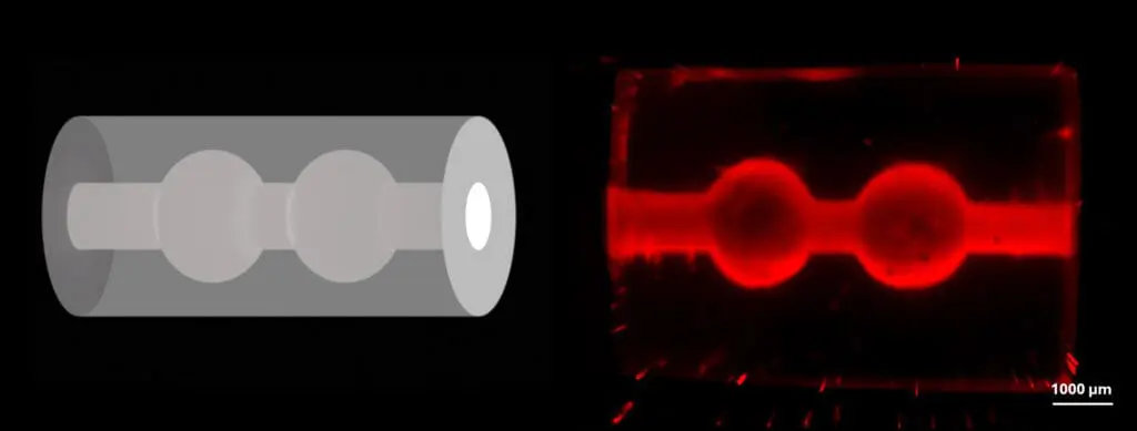 3D-Modell einer milchbildenden Einheit der menschlichen Brust: Links ist der digitale Entwurf zu sehen, rechts die gedruckte Struktur, hergestellt mit volumetrischem 3D-Druck und sichtbar gemacht mit einem Light-Sheet Mikroskop. (Illustration: Amelia Hasenauer / ETH Zürich)