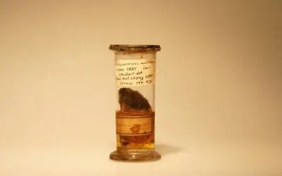 Wiederentdeckung des Fuchsbandwurm-Typusmaterials ermöglicht genetische Einordnung