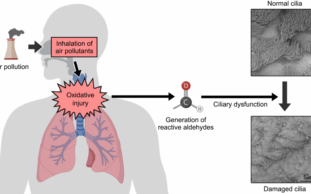 Feinstaub schwächt den Atemwegsschutz