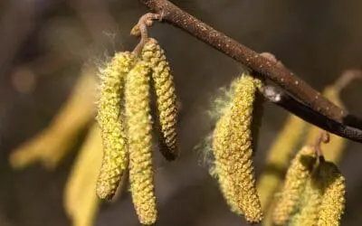 Neuer Labortest revolutioniert Qualitätskontrolle von Allergiemedikamenten
