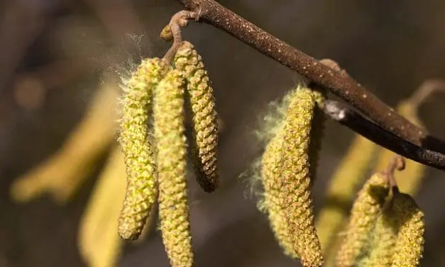 Neuer Labortest revolutioniert Qualitätskontrolle von Allergiemedikamenten