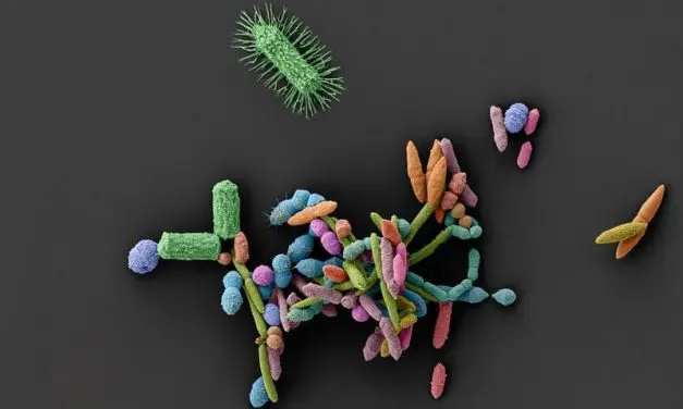 Tübinger Studie: Nicht-Antibiotika schwächen Darmschutz und fördern Krankheitserreger