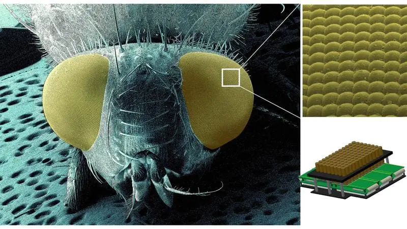 Das ComplexEye-Projekt überträgt das Prinzip von Insekten-Facettenaugen auf ein künstliches Mikroskop. Einzelne Linsen des Facettenauges werden mit schlanken HQ-Tubenlinsen nachgebildet und zu einem System aus 96 Linsen zusammengefügt. | Quelle: Matthias Gunzer | Copyright: Matthias Gunzer