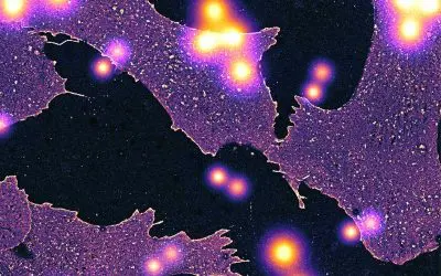 Durchbruch in der Zellforschung: Glycocalyx auf molekularer Ebene entschlüsselt