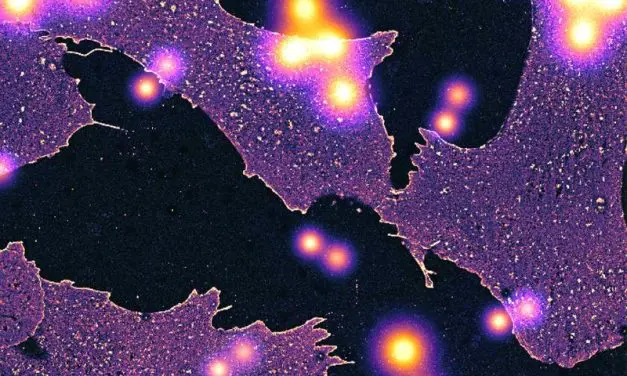 Durchbruch in der Zellforschung: Glycocalyx auf molekularer Ebene entschlüsselt