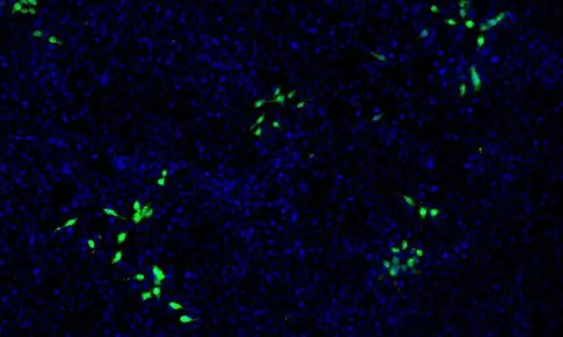 Hepatitis E-Virus befällt auch Nierenzellen: Neue Erkenntnisse erschweren Therapie