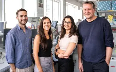 Neue Erkenntnisse zur Bewegung von Immunzellen durch komplexe Gewebe