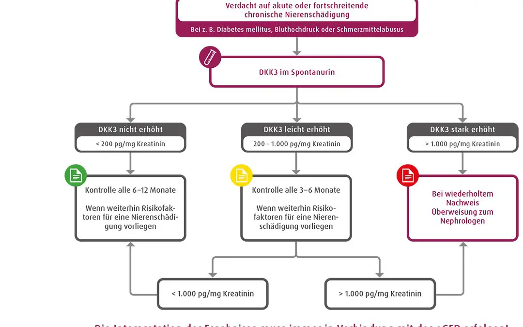 DKK3 im Urin: Frühwarnsystem der Nierenschädigung