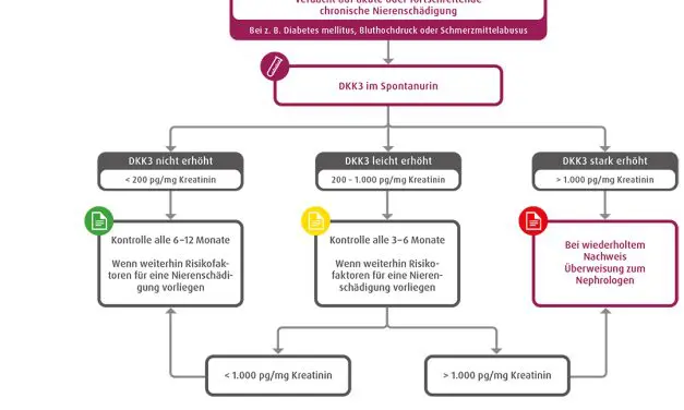 DKK3 im Urin: Frühwarnsystem der Nierenschädigung