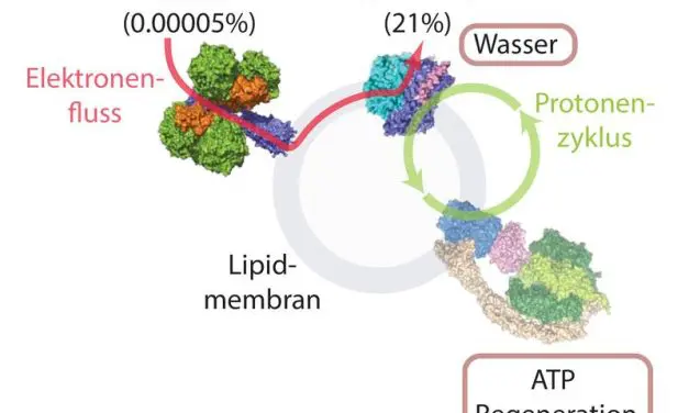 Labor-Sensation: Organismen können Energie aus Luft gewinnen
