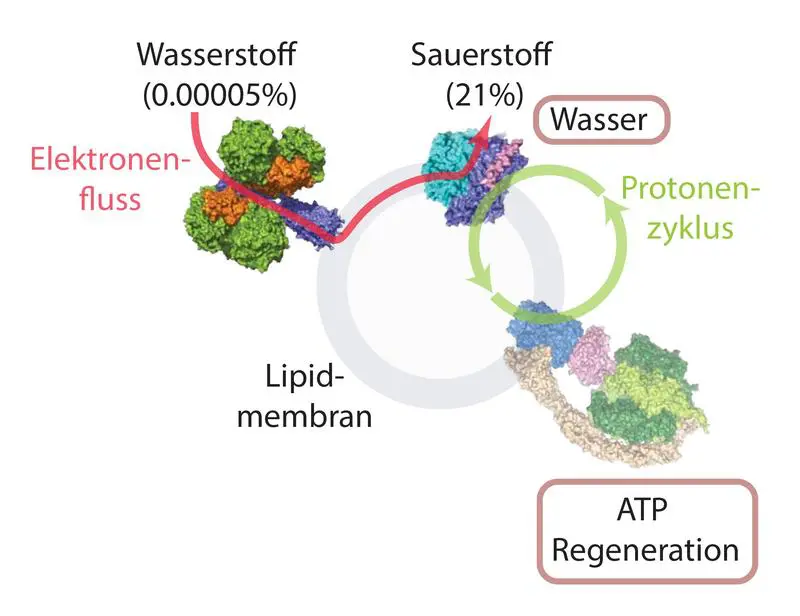 Schematische Darstellung des Prozesses, bei dem aus Wasserstoff und Sauerstoff Energie in Form von ATP gebildet wird. | Copyright: zvg 