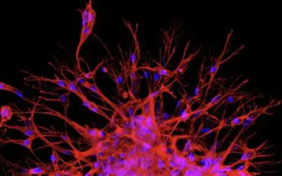Neues Max Planck Center startet biomedizinische Forschung in Südkorea