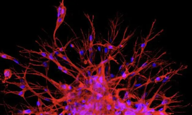 Neues Max Planck Center startet biomedizinische Forschung in Südkorea