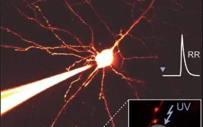 Zuverlässige Signalübertragung im Gehirn: Neue Erkenntnisse aus Leipzig