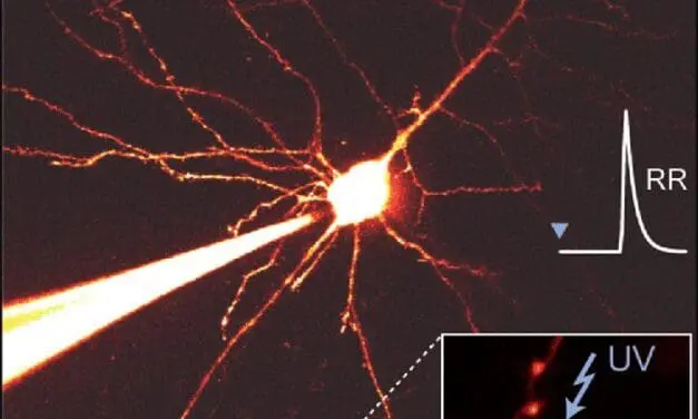 Zuverlässige Signalübertragung im Gehirn: Neue Erkenntnisse aus Leipzig