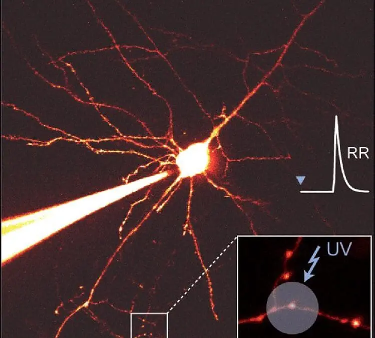 Zuverlässige Signalübertragung im Gehirn: Neue Erkenntnisse aus Leipzig