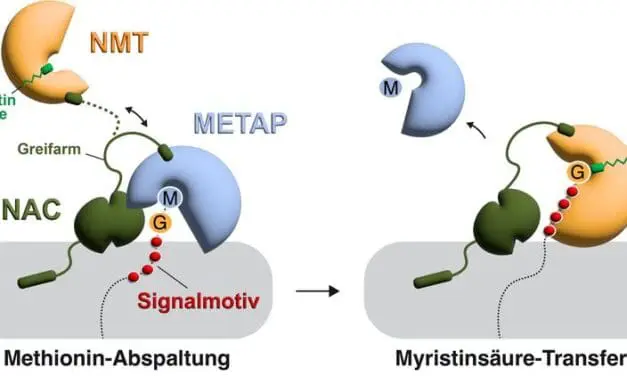Konstanzer Forscher entschlüsseln Enzym-Mechanismus gegen Krebs