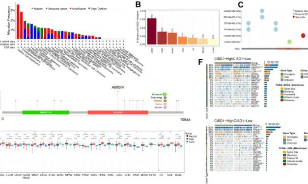 Neue Studie macht CISD1 als vielversprechenden Biomarker für Krebsdiagnostik und Therapie aus