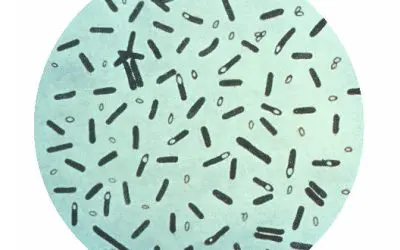 Schwerer Botulismus-Ausbruch in Italien: Vier Todesfälle und zahlreiche Erkrankungen