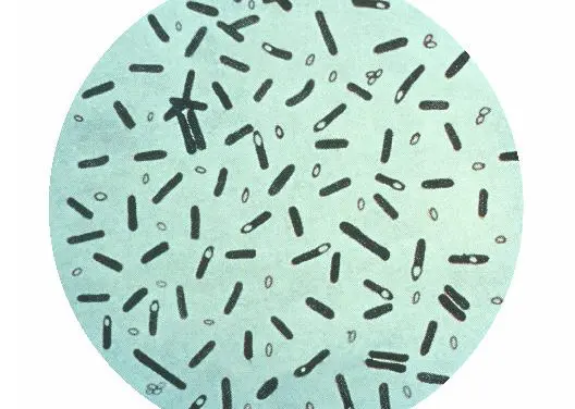 Schwerer Botulismus-Ausbruch in Italien: Vier Todesfälle und zahlreiche Erkrankungen