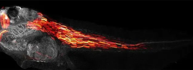 Pythia revolutioniert präzise Gen-Editierung mit KI-Unterstützung