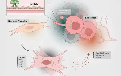 ETH-Forschende entdecken neuen Krebsmechanismus: Tumore rüsten gesunde Zellen mit Mitochondrien aus