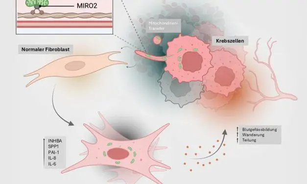 ETH-Forschende entdecken neuen Krebsmechanismus: Tumore rüsten gesunde Zellen mit Mitochondrien aus