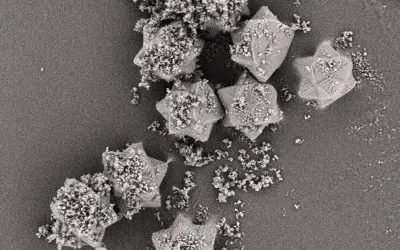 Neue Trägerpartikel verbessern Inhalationsmedikamente