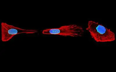 Zellen mit mechanischem Gedächtnis: Neue Erkenntnisse zur Zellbewegung