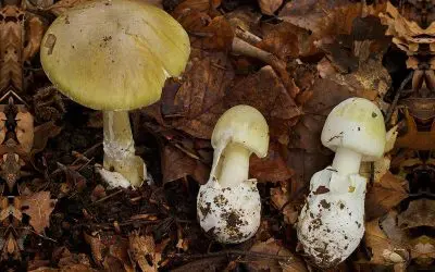 Warnung vor Pilzvergiftungen: MHH meldet Anstieg schwerer Fälle