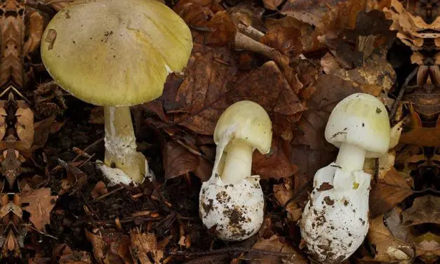 Warnung vor Pilzvergiftungen: MHH meldet Anstieg schwerer Fälle