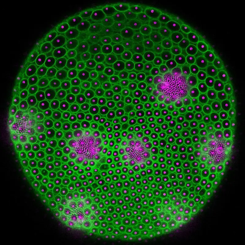 Volvox-Elternsphäroid: An der gesamten Oberfläche sind einzelne Zellen als magentafarbene Punkte zu sehen, in wenigen größeren Gruppen mit sehr kleinen Punkten erscheinen heranwachsende Tochtersphäroide. Die grünen Bereiche zeigen die ECM-Kompartimen | Quelle: Universität Bielefeld | Copyright: Universität Bielefeld