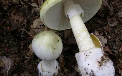 Radioaktives Cäsium in Wildpilzen: Maßvoller Verzehr unbedenklich