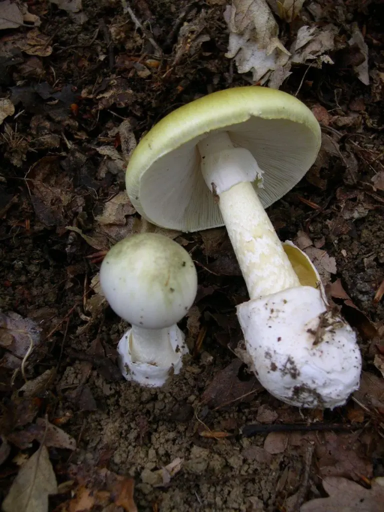Der Grüne Knollenblätterpilz (Amanita phalloides). Credits: Archenzo, CC BY-SA 3.0 http://creativecommons.org/licenses/by-sa/3.0/, via Wikimedia Commons