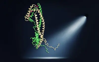 Durchbruch in der Alzheimer-Forschung: Struktur von Clusterin entschlüsselt